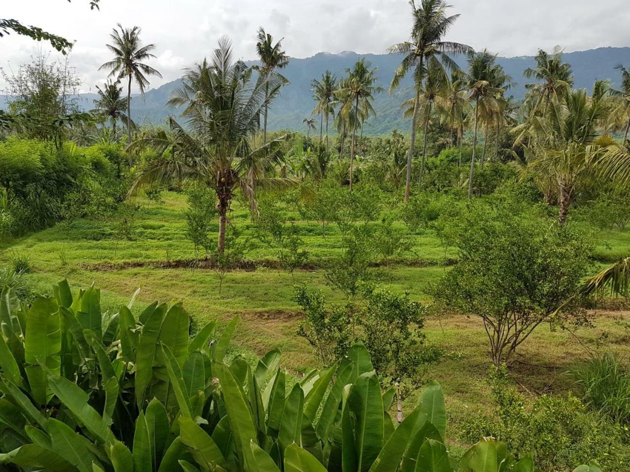 Buana Ecofarm Ecolodge Grokgak Exterior foto